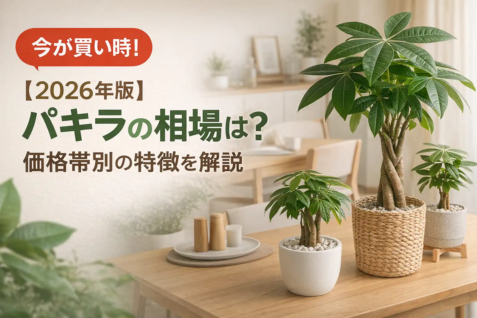 パキラ*'︶'*)ノお値引き品は値下げ❌ 2026年版】パキラの相場は？価格帯別の特徴を解説 | プライシー